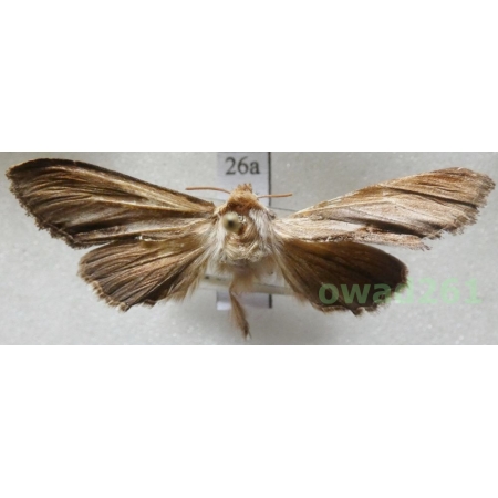 Cucullia prenanthis Boisduval, 1840 Slovakia26a